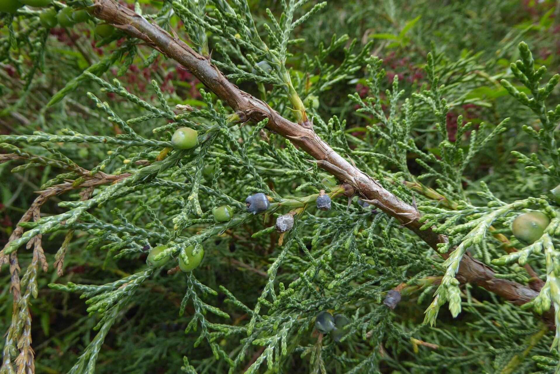 Juniperus pseudosabina fruit