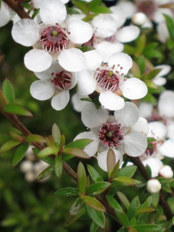 Leptospermum turbinatum — houseplant care guide