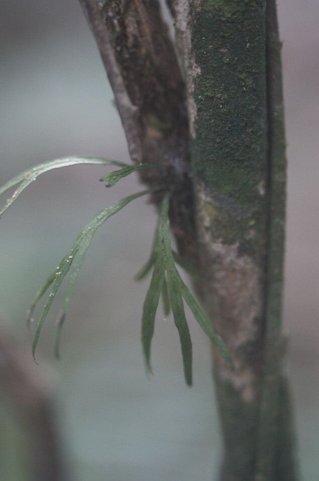 Pleopeltis desvauxii bark