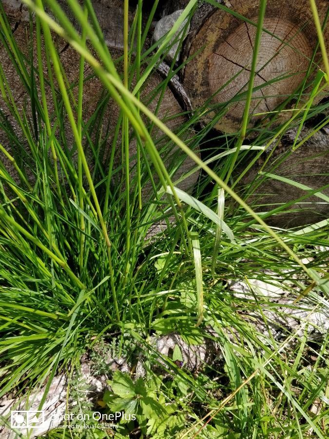 Aira elegantissima leaf