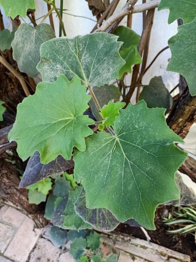 Roldana petasitis leaf