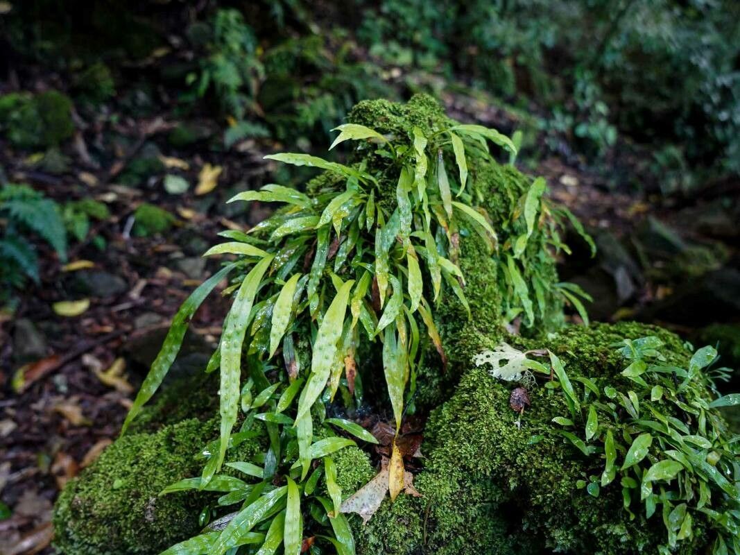 Loxogramme dictyopteris — houseplant care guide