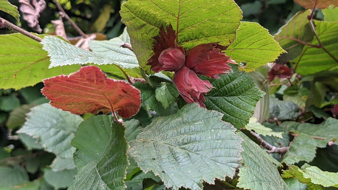 Corylus maxima fruit