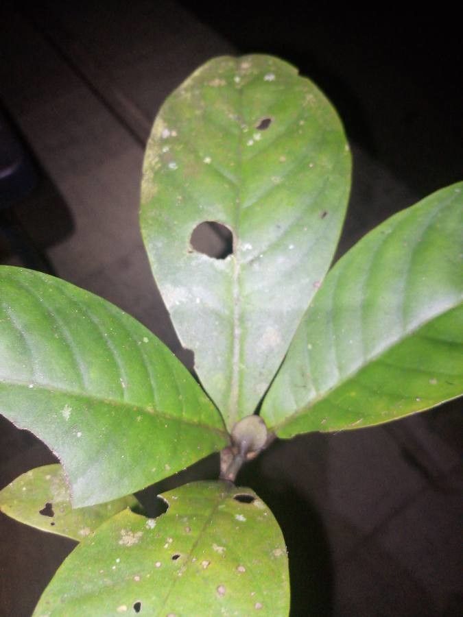 Psychotria cupularis leaf