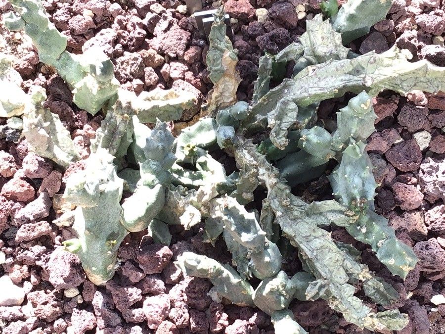 Caralluma europaea — houseplant care guide