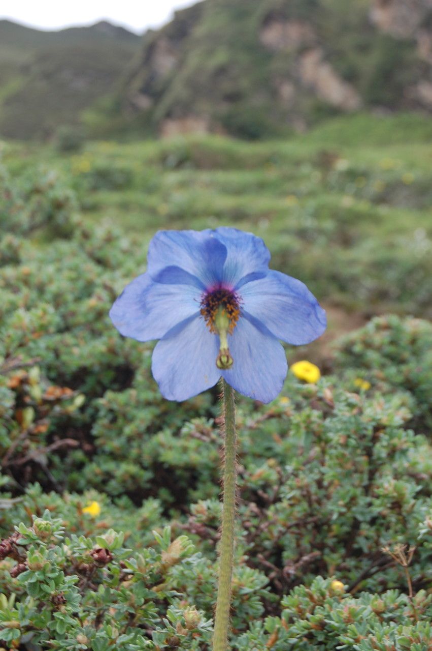 Meconopsis simplicifolia flower
