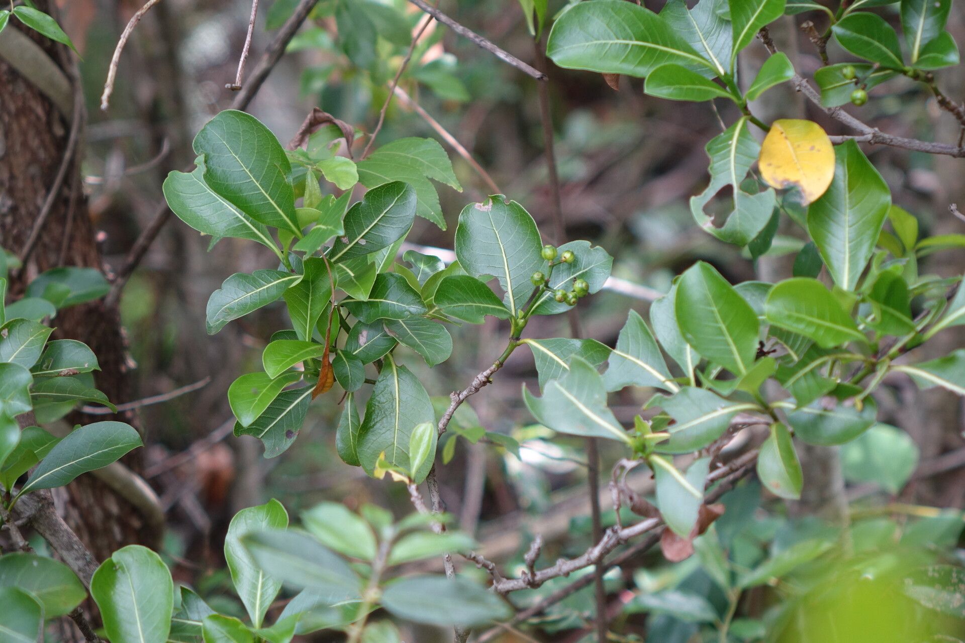 Psychotria reducta — houseplant care guide