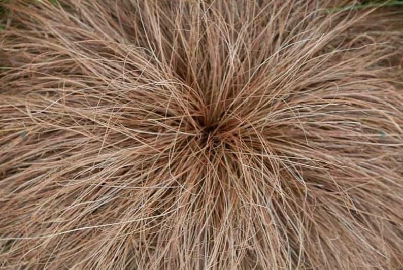 Carex flagellifera leaf