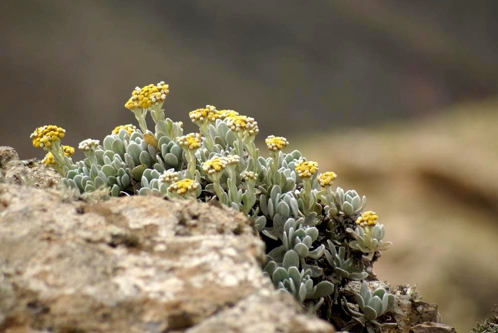 Helichrysum gossypinum habit