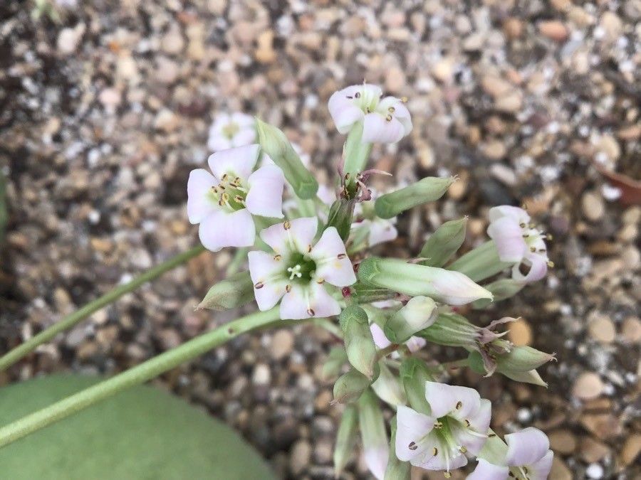 Kalanchoe synsepala flower