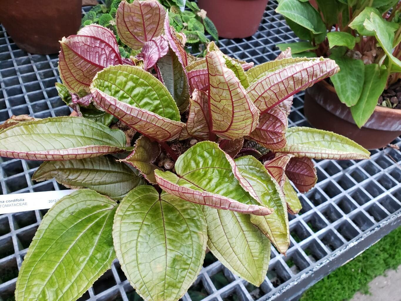 Monolena cordifolia habit