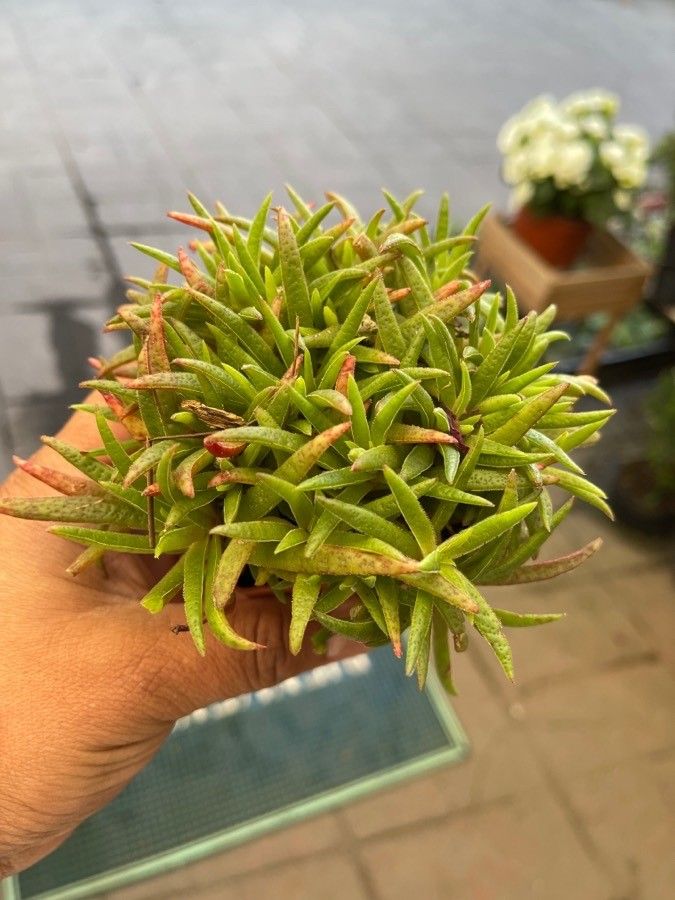 Bergeranthus multiceps — houseplant care guide