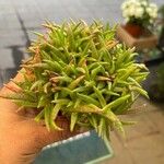 Bergeranthus multiceps