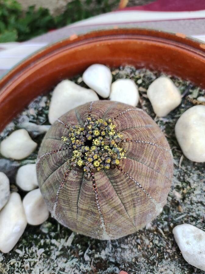 Euphorbia obesa flower
