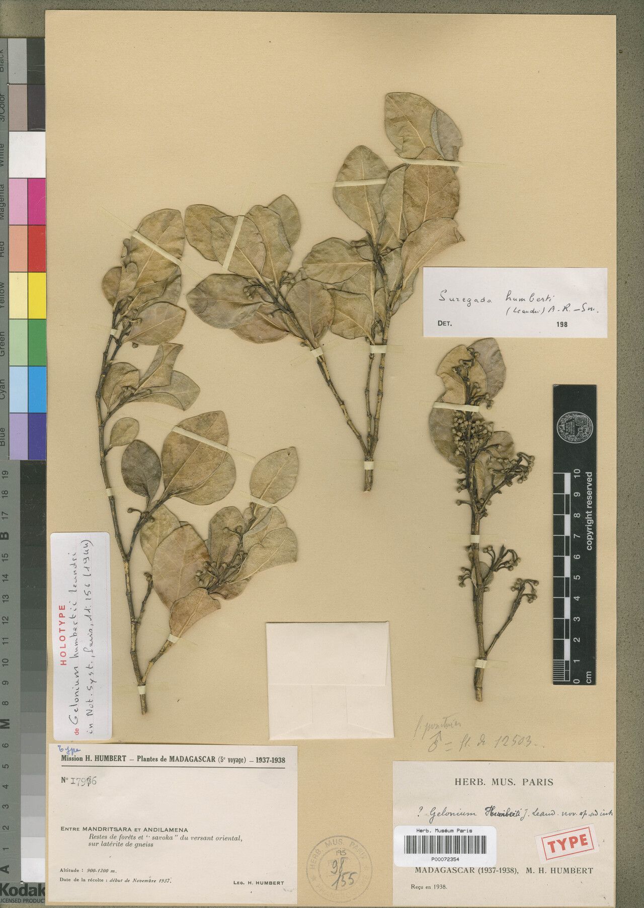 Suregada humbertii — houseplant care guide