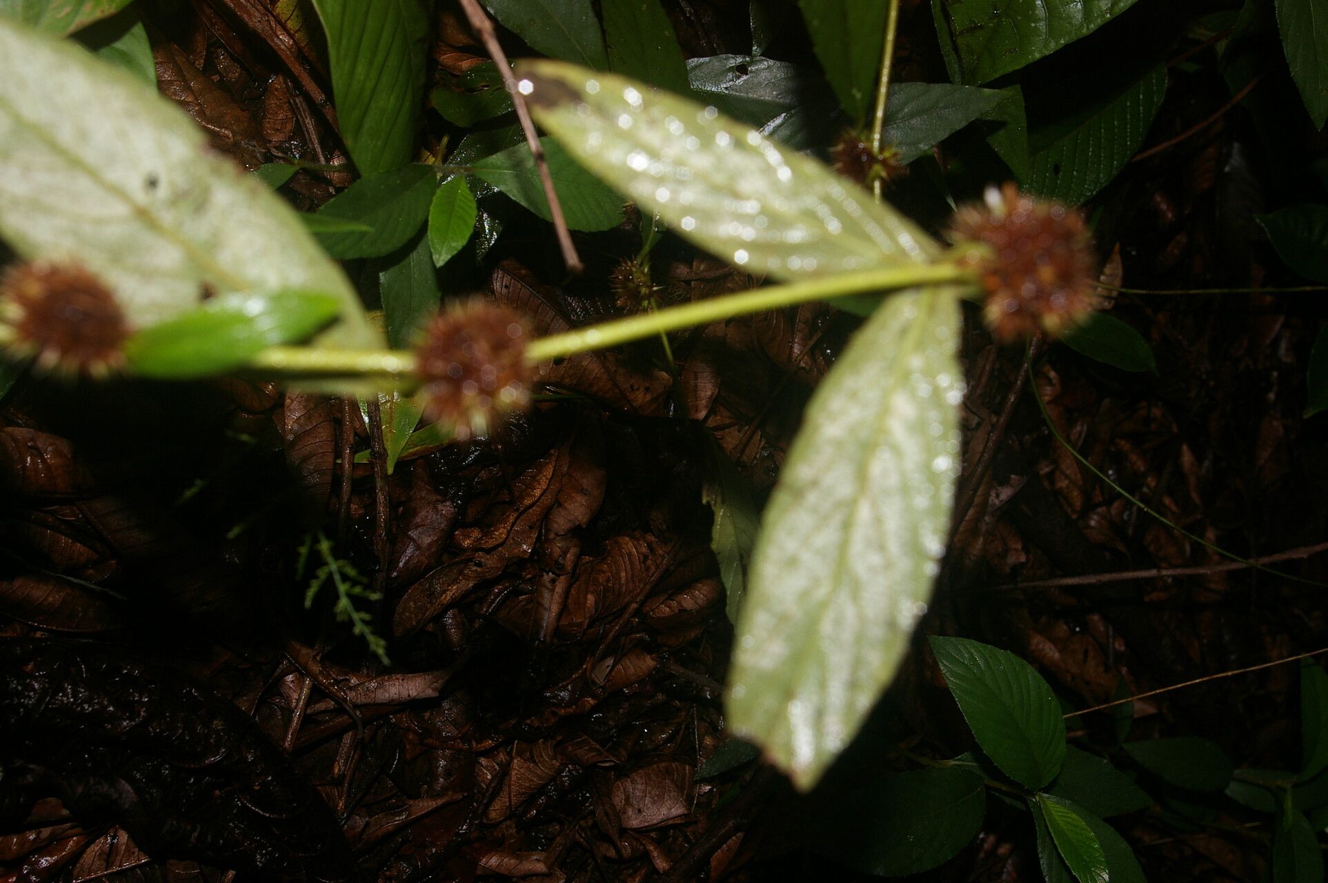 Spiracantha cornifolia fruit