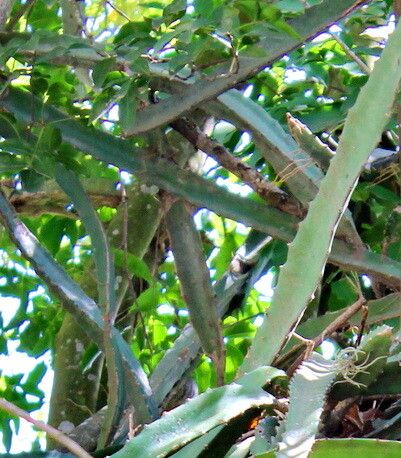 Selenicereus monacanthus leaf