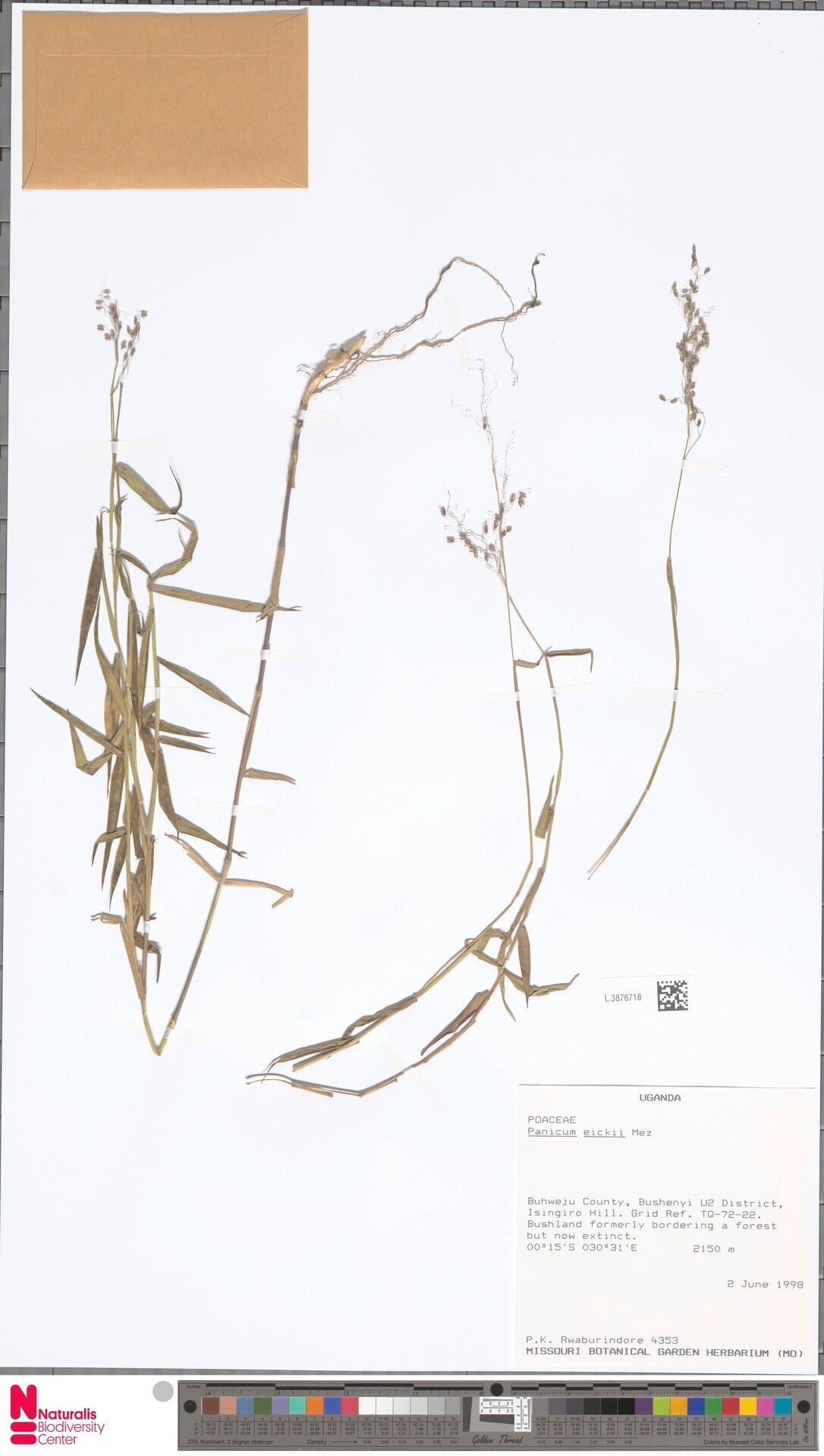 Panicum eickii — houseplant care guide