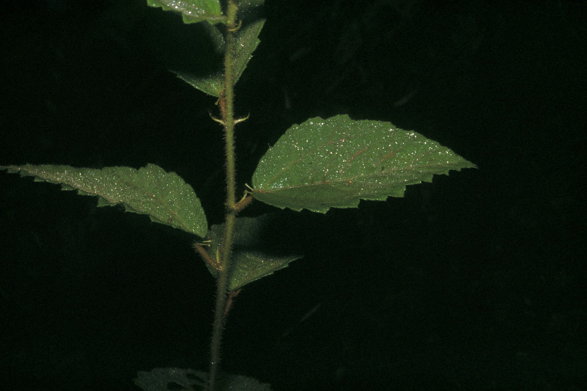 Croton sipaliwinensis leaf