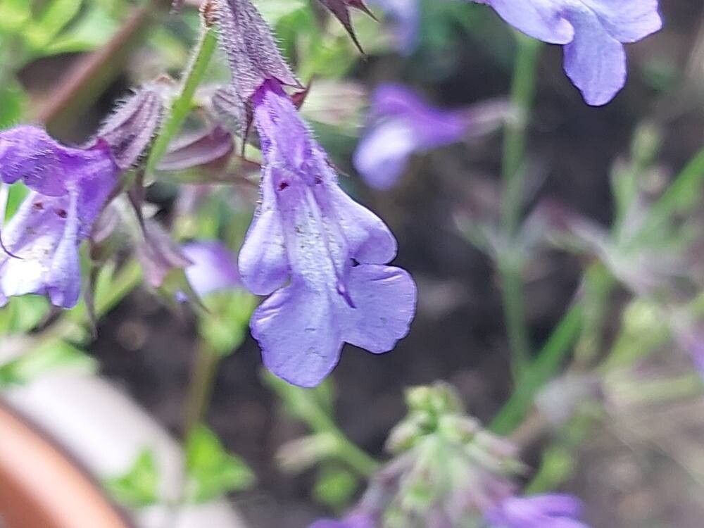 Salvia africana-caerulea flower