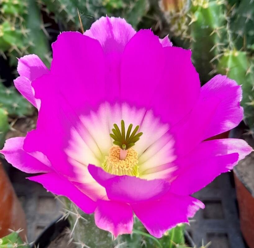 Echinocereus pentalophus flower