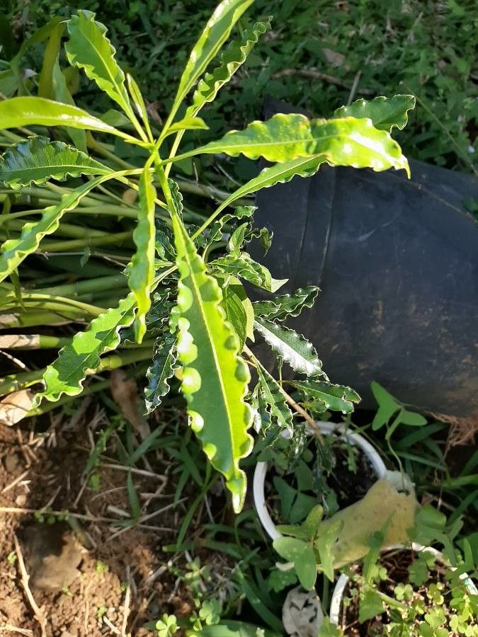 Pittosporum senacia — search result for 'Pittosporum'