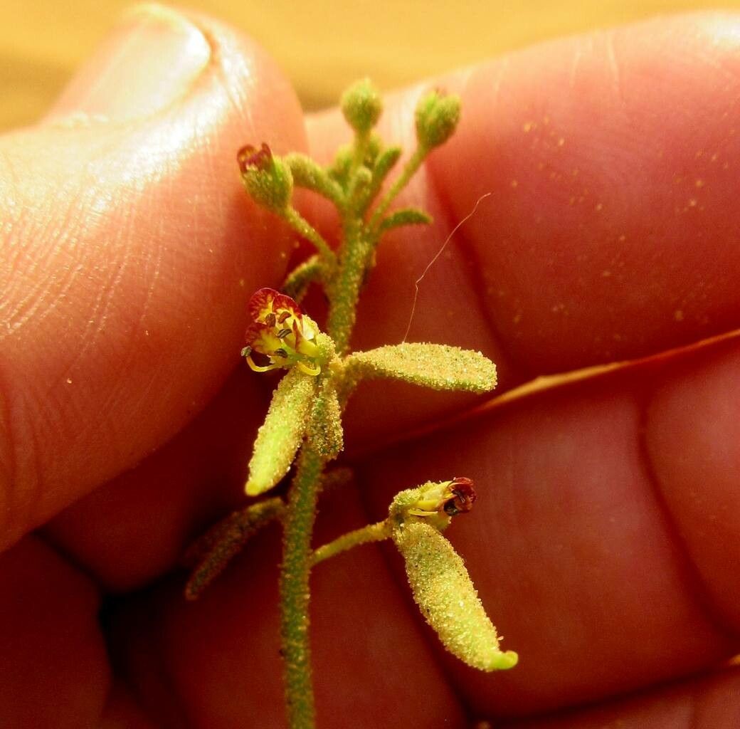 Cleome amblyocarpa flower