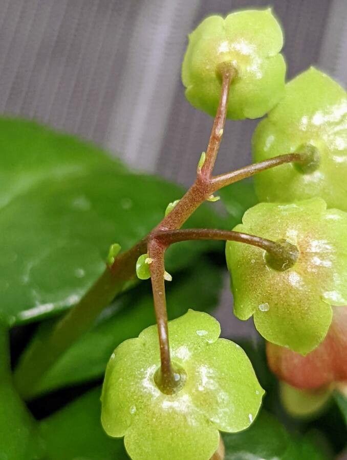 Kalanchoe miniata bark