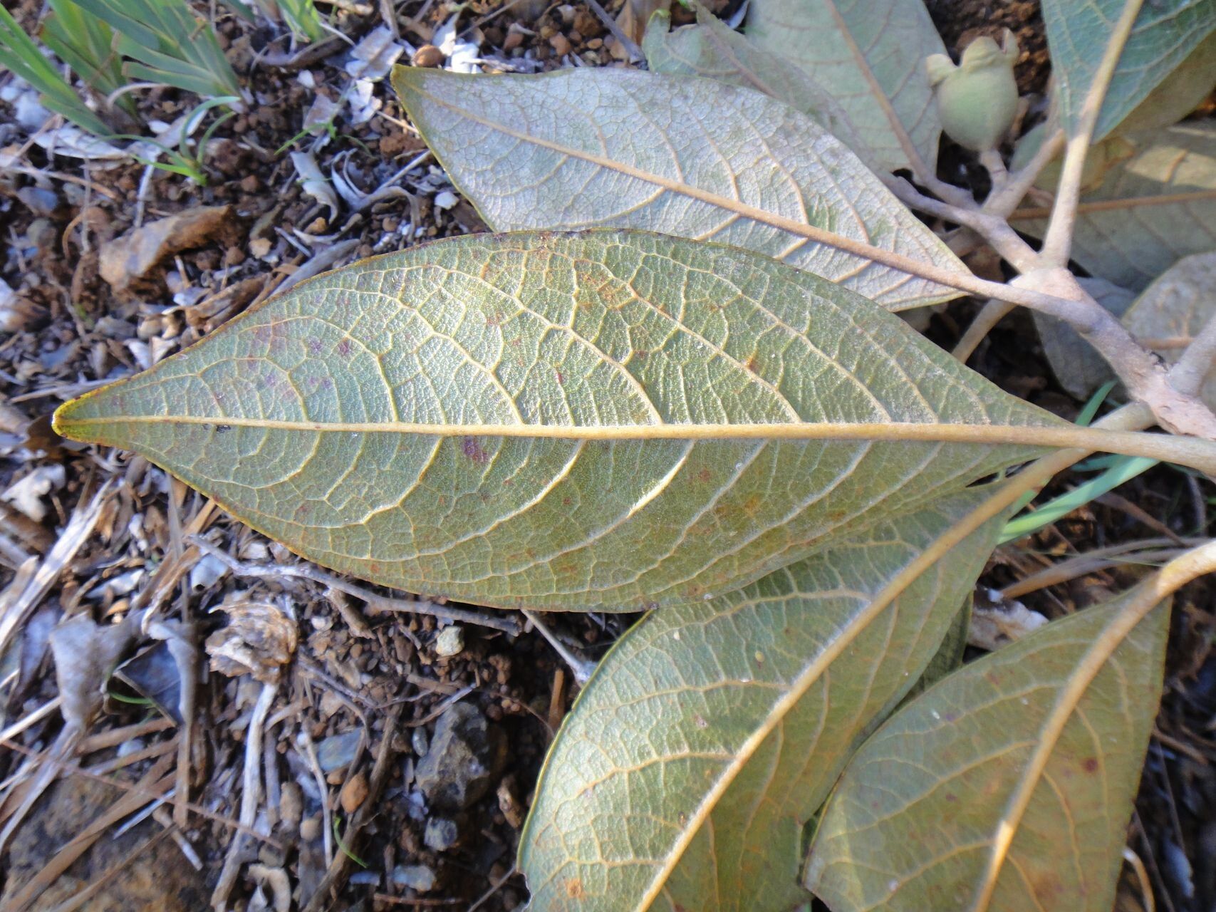 Rhodomyrtus locellata leaf