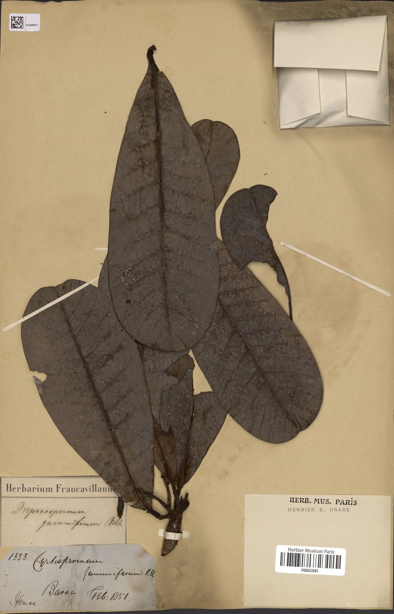 Campnosperma gummifera — related species from the same genus