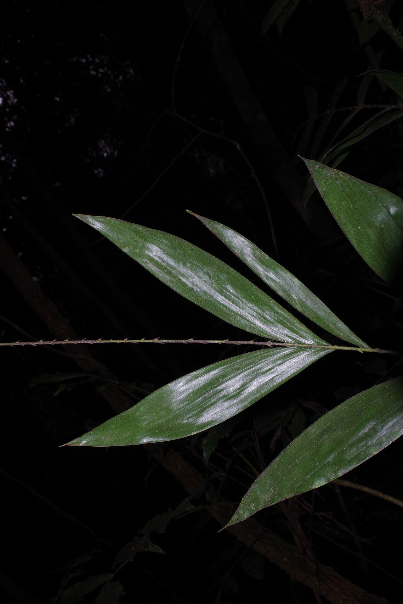 Laccosperma cristalensis leaf