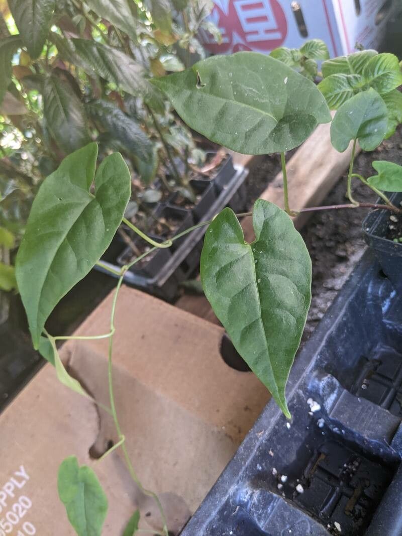 Reynoutria multiflora