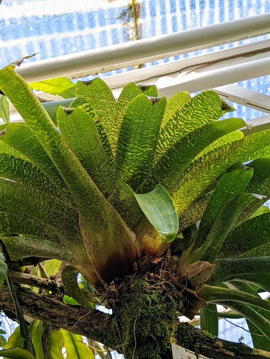 Vriesea fenestralis — search result for 'Vriesea'