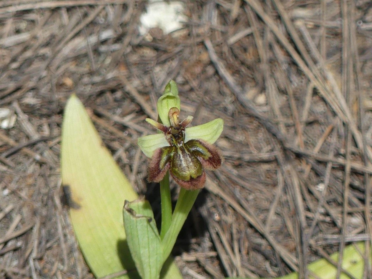 Ophrys x fernandii flower