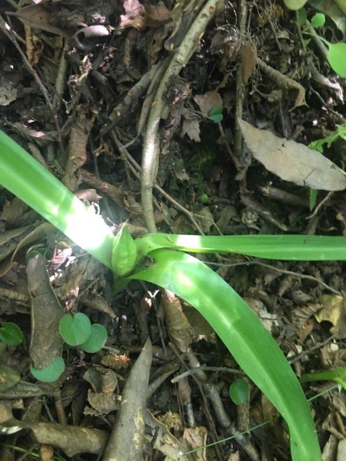 Colchicum umbrosum — search result for 'Crocus'