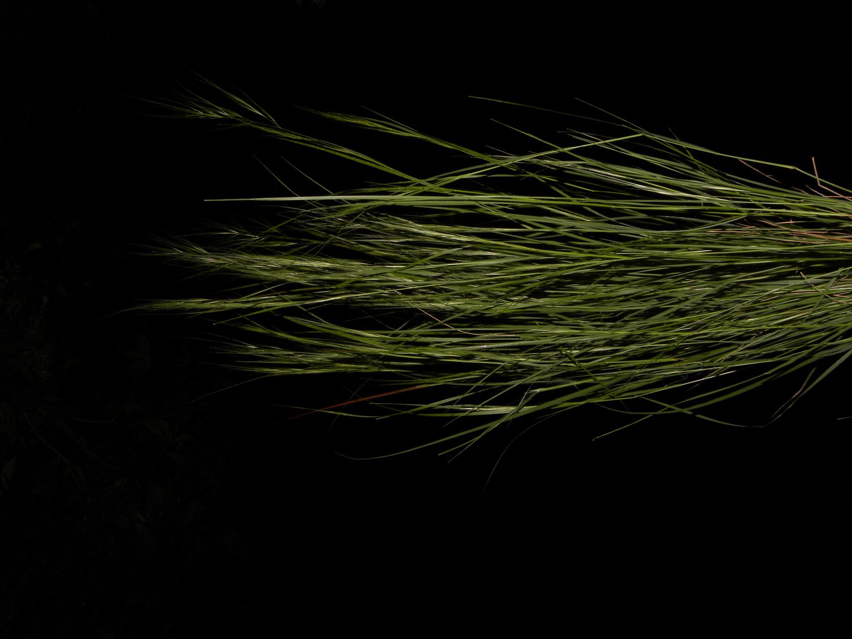 Aristida jorullensis bark