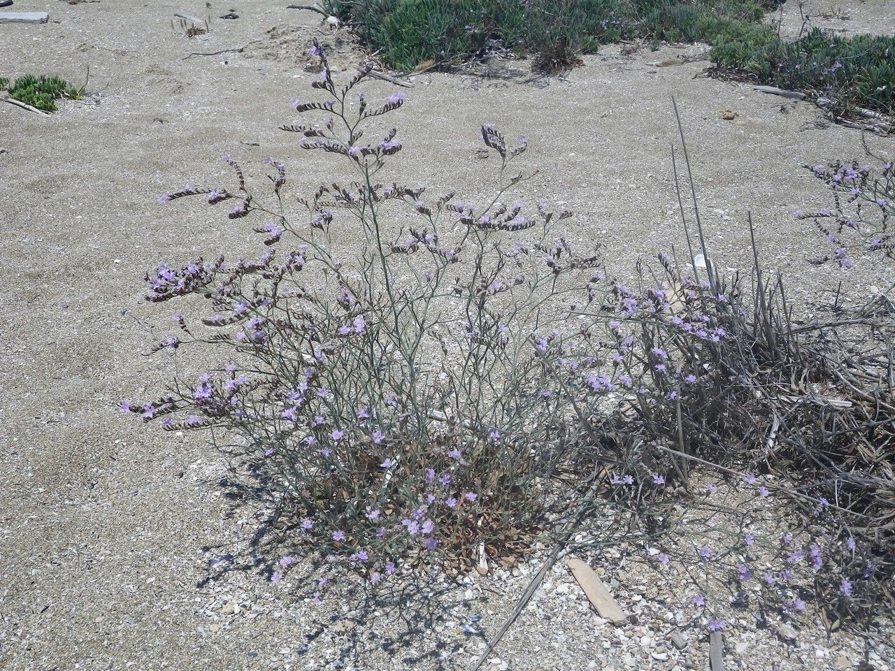 Limonium syracusanum habit