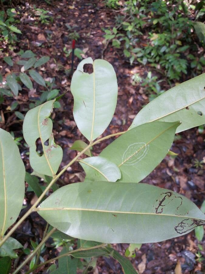Guatteria citriodora leaf