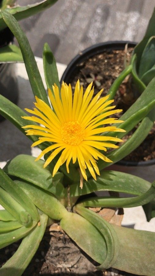 Glottiphyllum linguiforme flower
