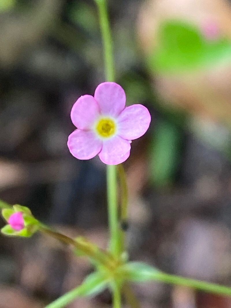 Androsace chaixii flower