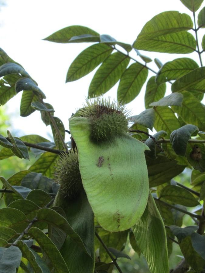 Centrolobium tomentosum fruit