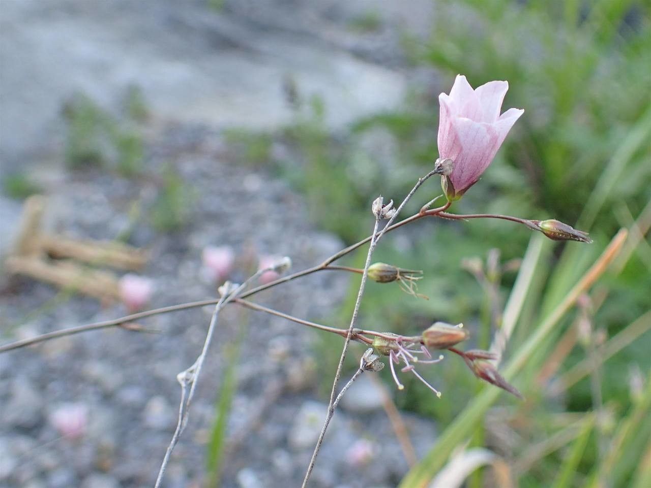 Linum tenuifolium fruit