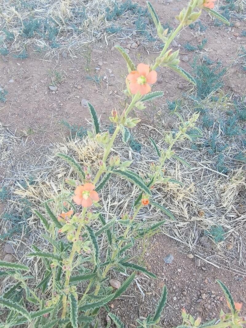 Sphaeralcea hastulata flower