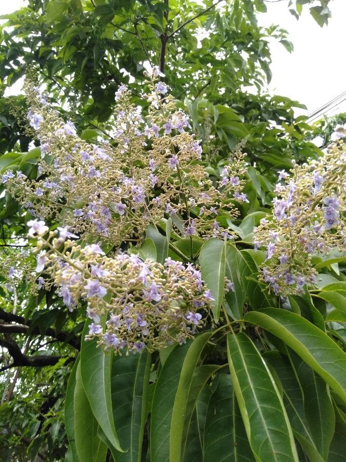 Vitex parviflora flower