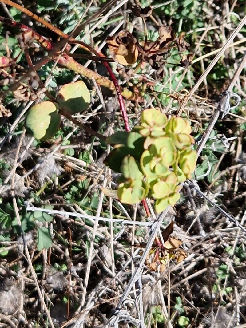 Odontarrhena bertolonii fruit