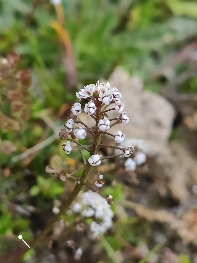 Hornungia procumbens flower