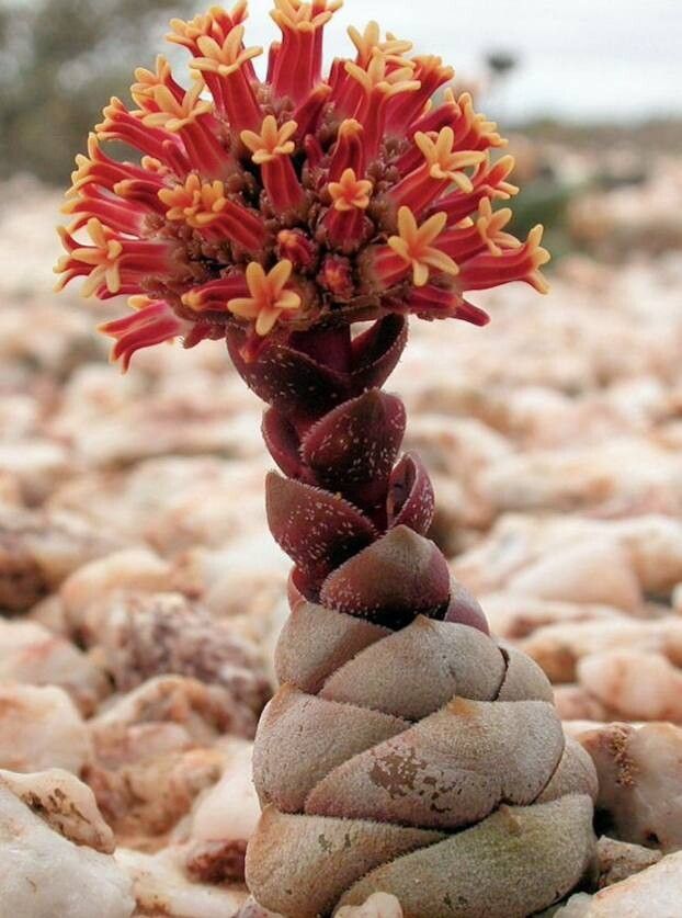 Crassula columnaris flower