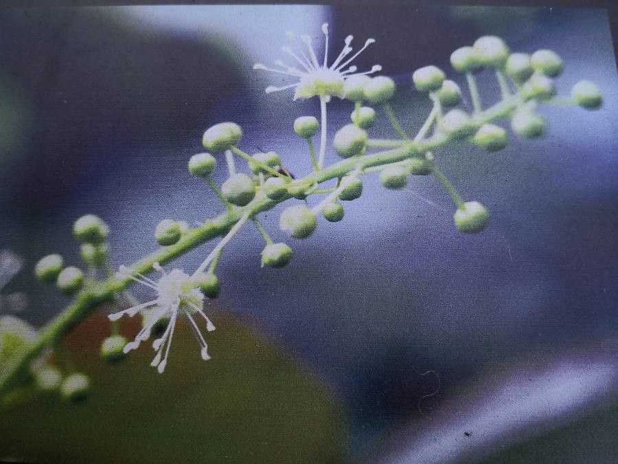 Croton tiglium flower