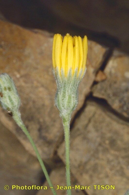 Hieracium candidum flower