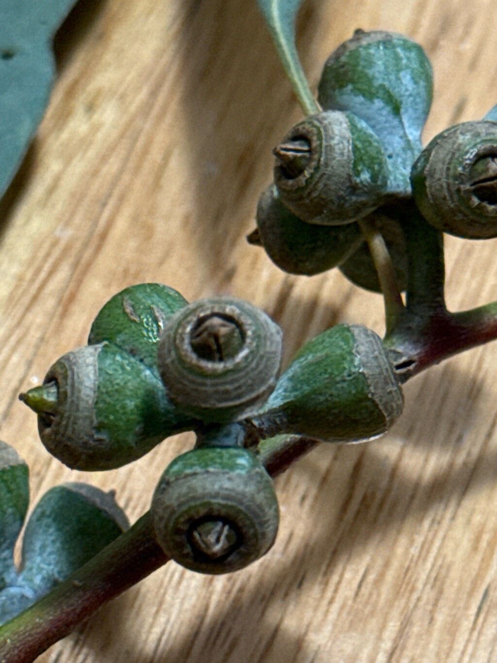 Eucalyptus prava fruit